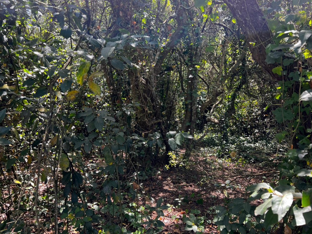 VENTA Lote 1.900 m² en Punta Del Indio T-765