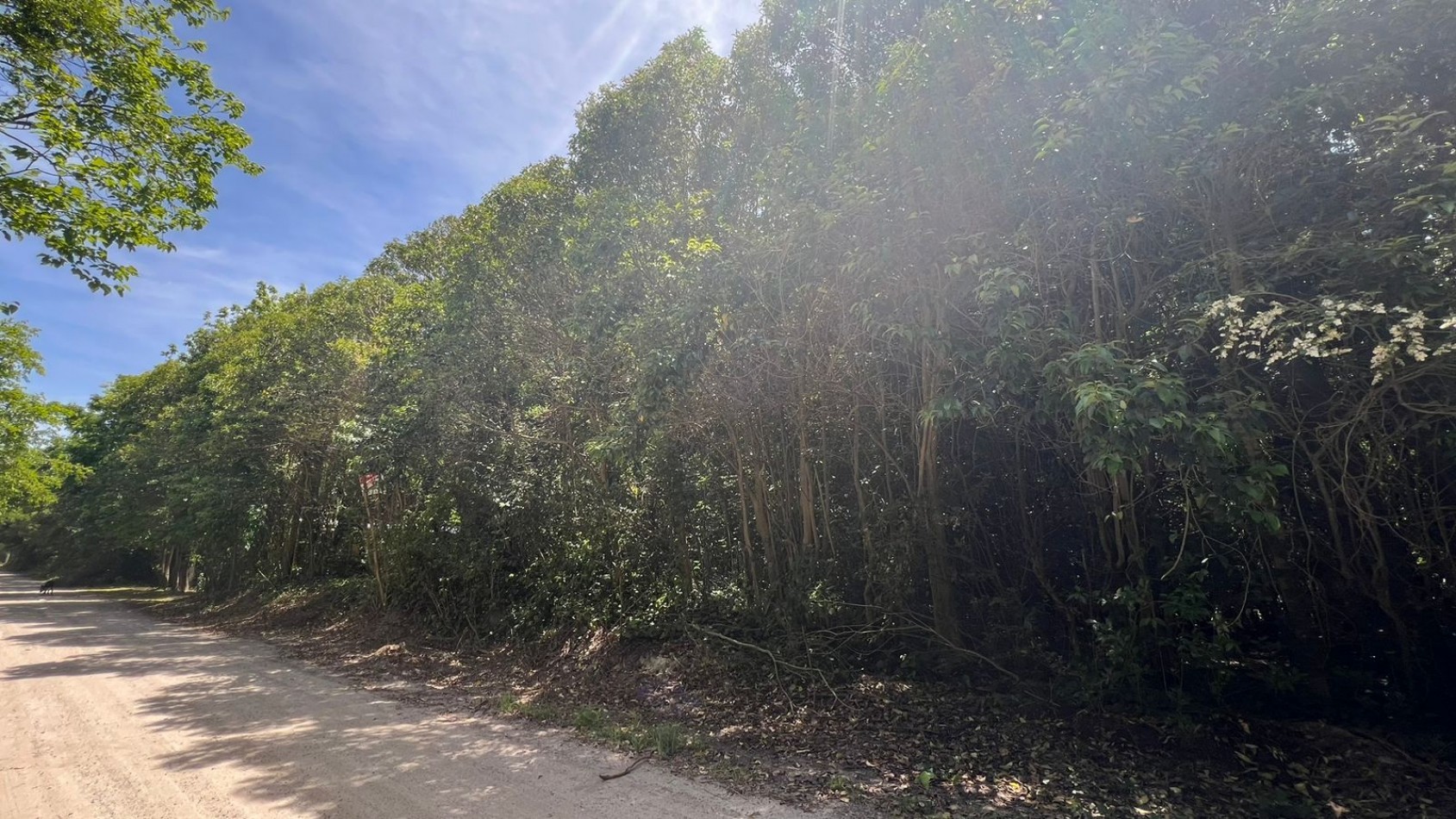 VENTA Lote Arbolado Punta Del Indio T-781