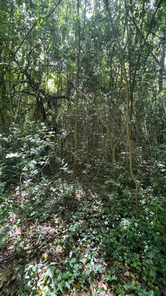 VENTA Lote Arbolado Punta Del Indio T-781