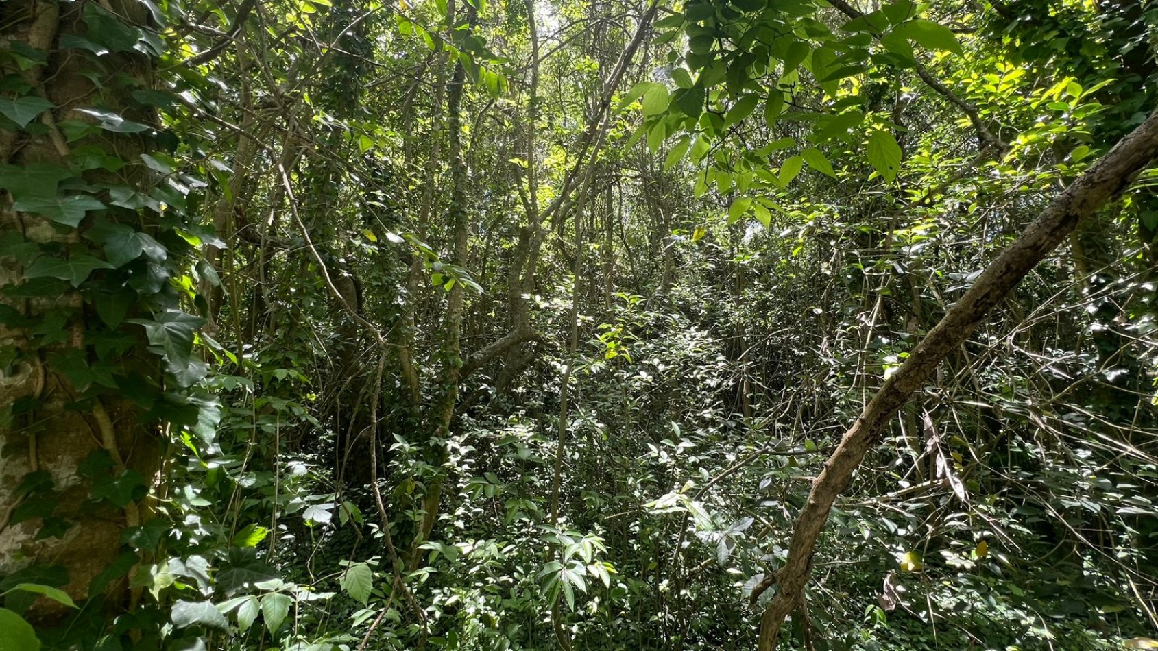 VENTA Lote Arbolado Punta Del Indio T-781