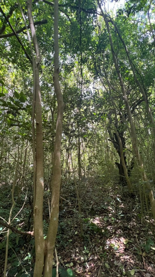VENTA Lote Arbolado Punta Del Indio T-781