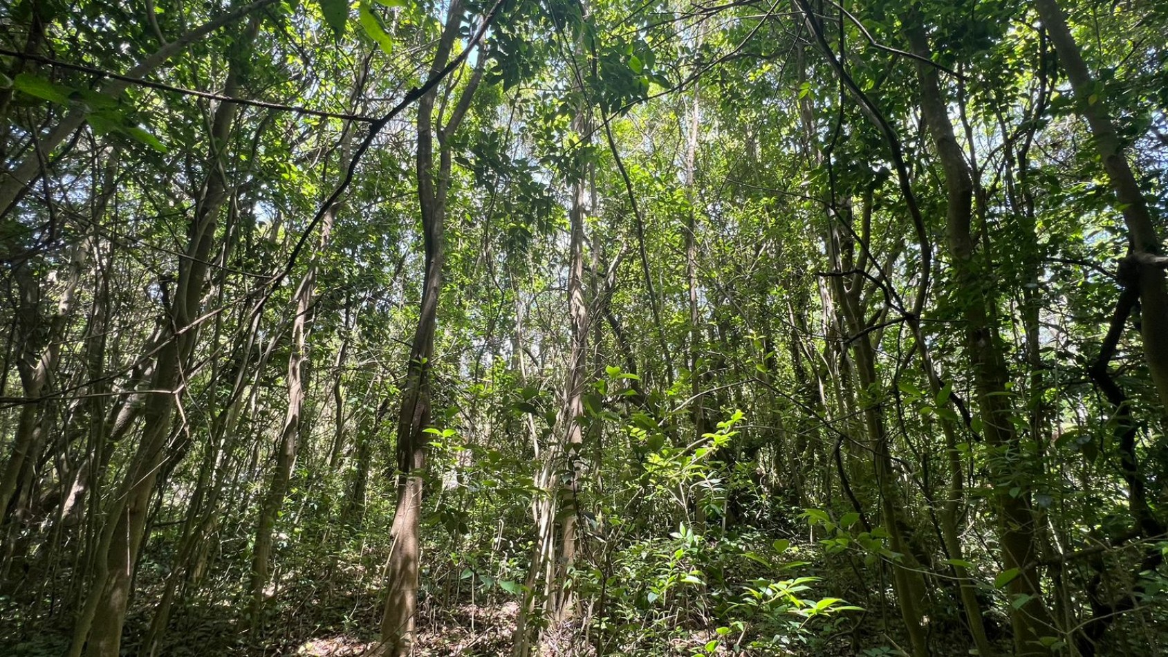 VENTA Lote Arbolado Punta Del Indio T-781