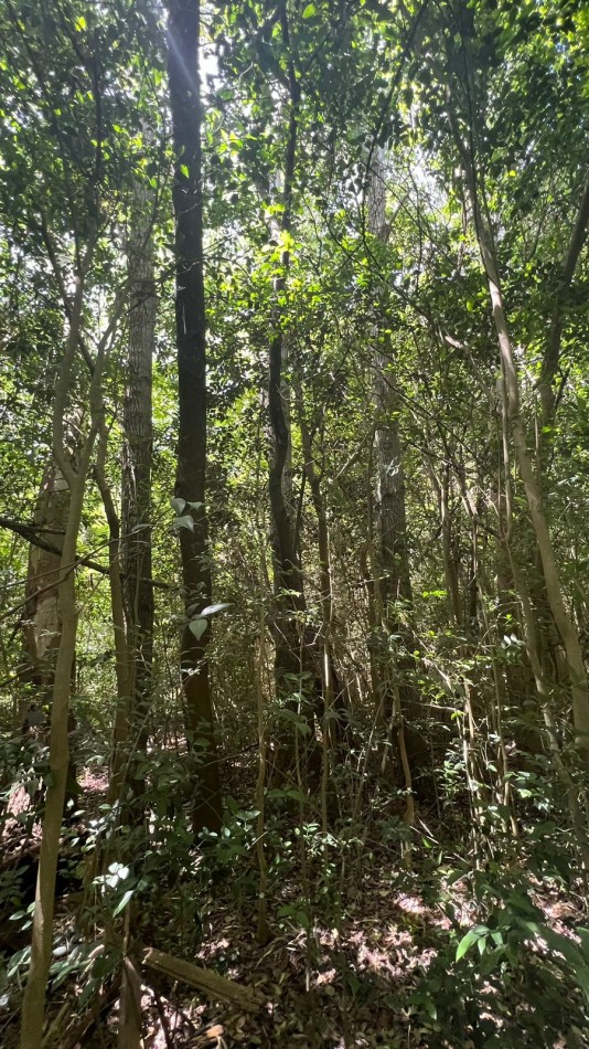 VENTA Lote Arbolado Punta Del Indio T-781