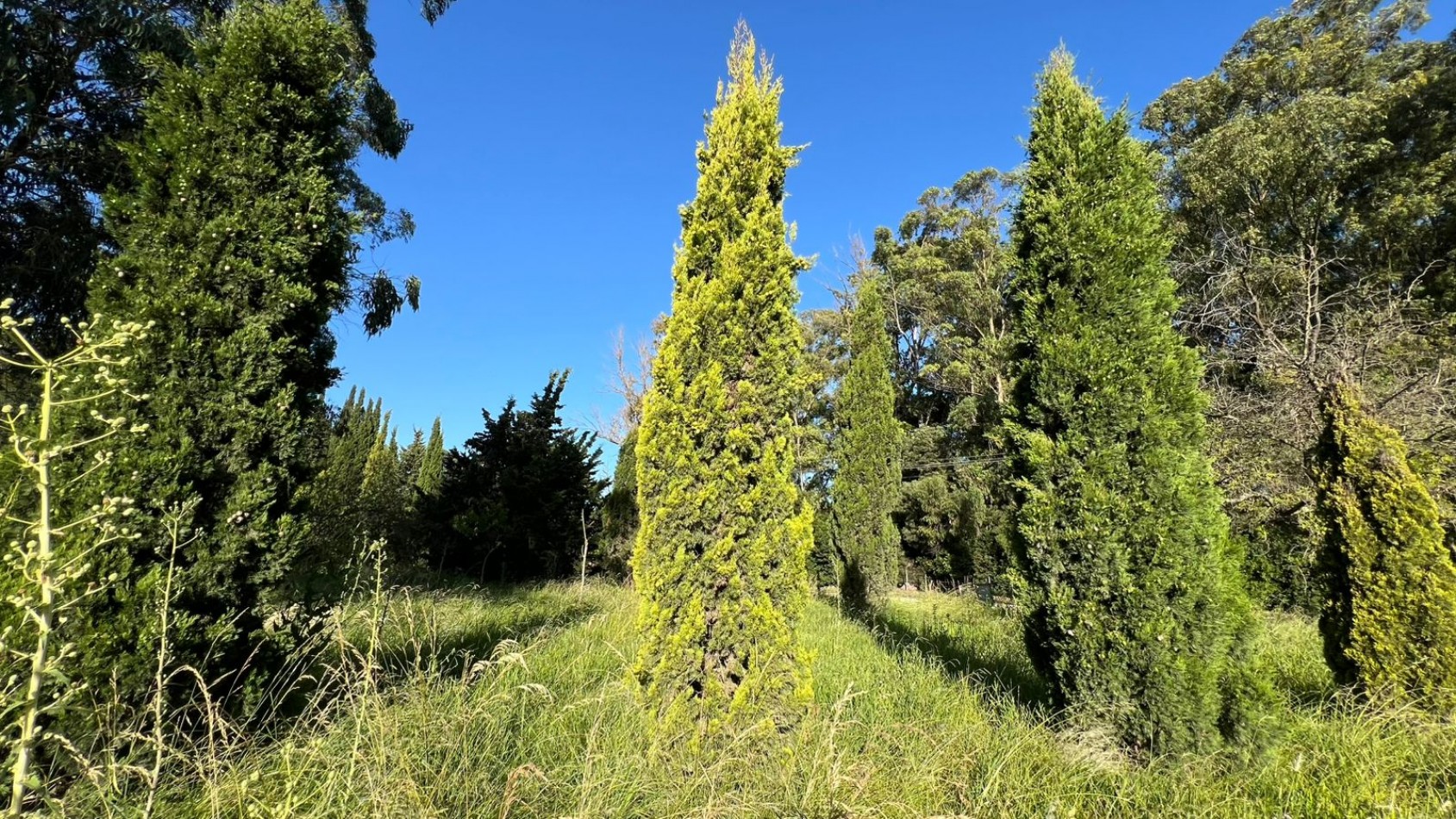 LOTE - VENTA - 798M² VERONICA  T-797