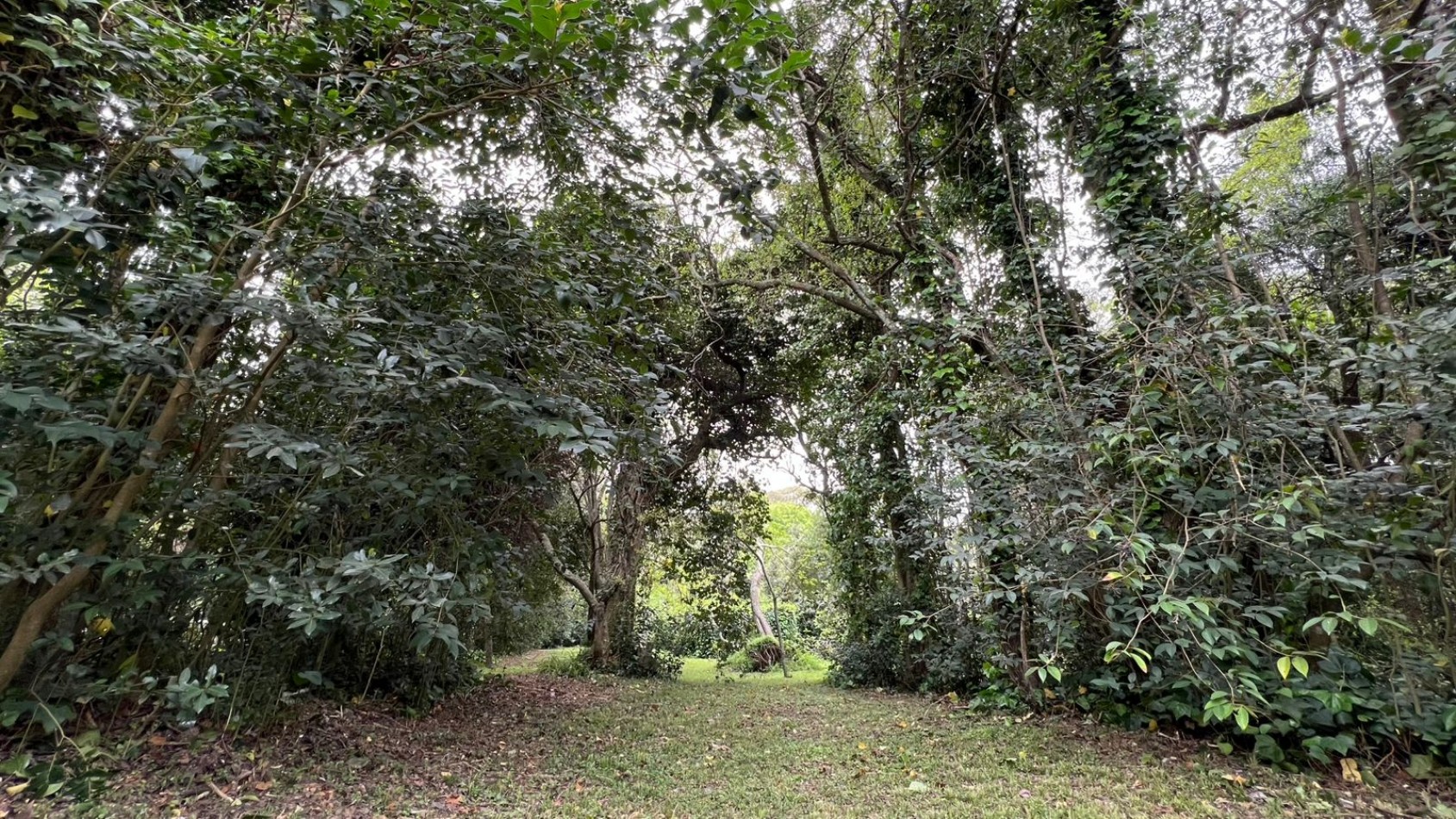 LOTES - VENTA - PUNTA DEL INDIO T-794