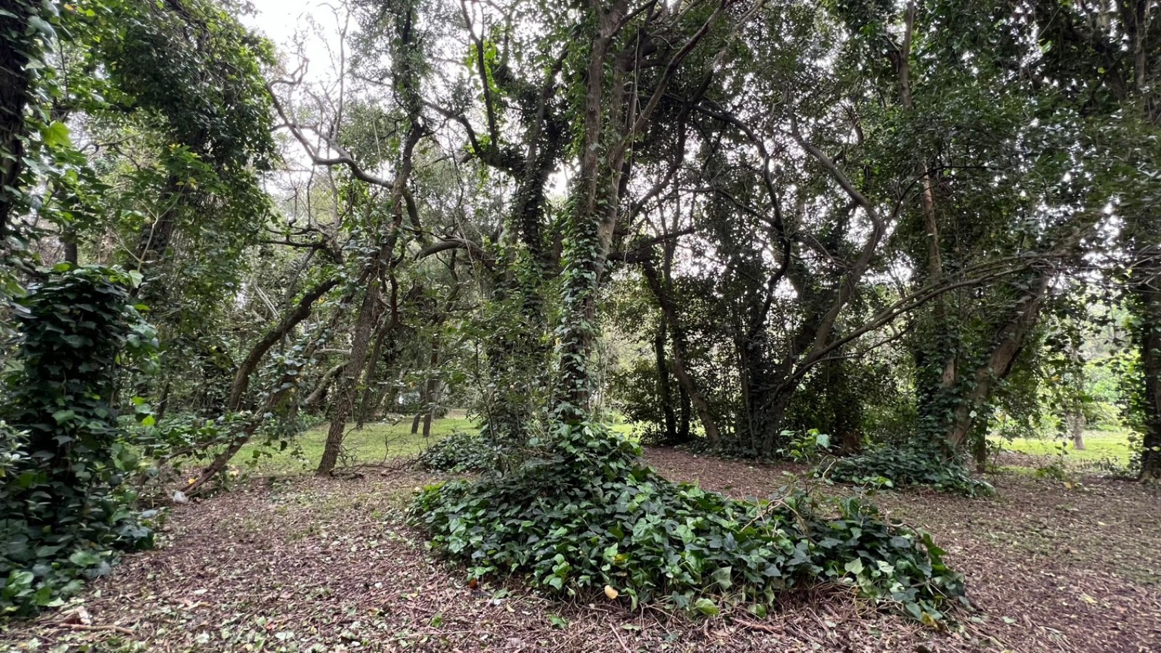LOTES - VENTA - PUNTA DEL INDIO T-794