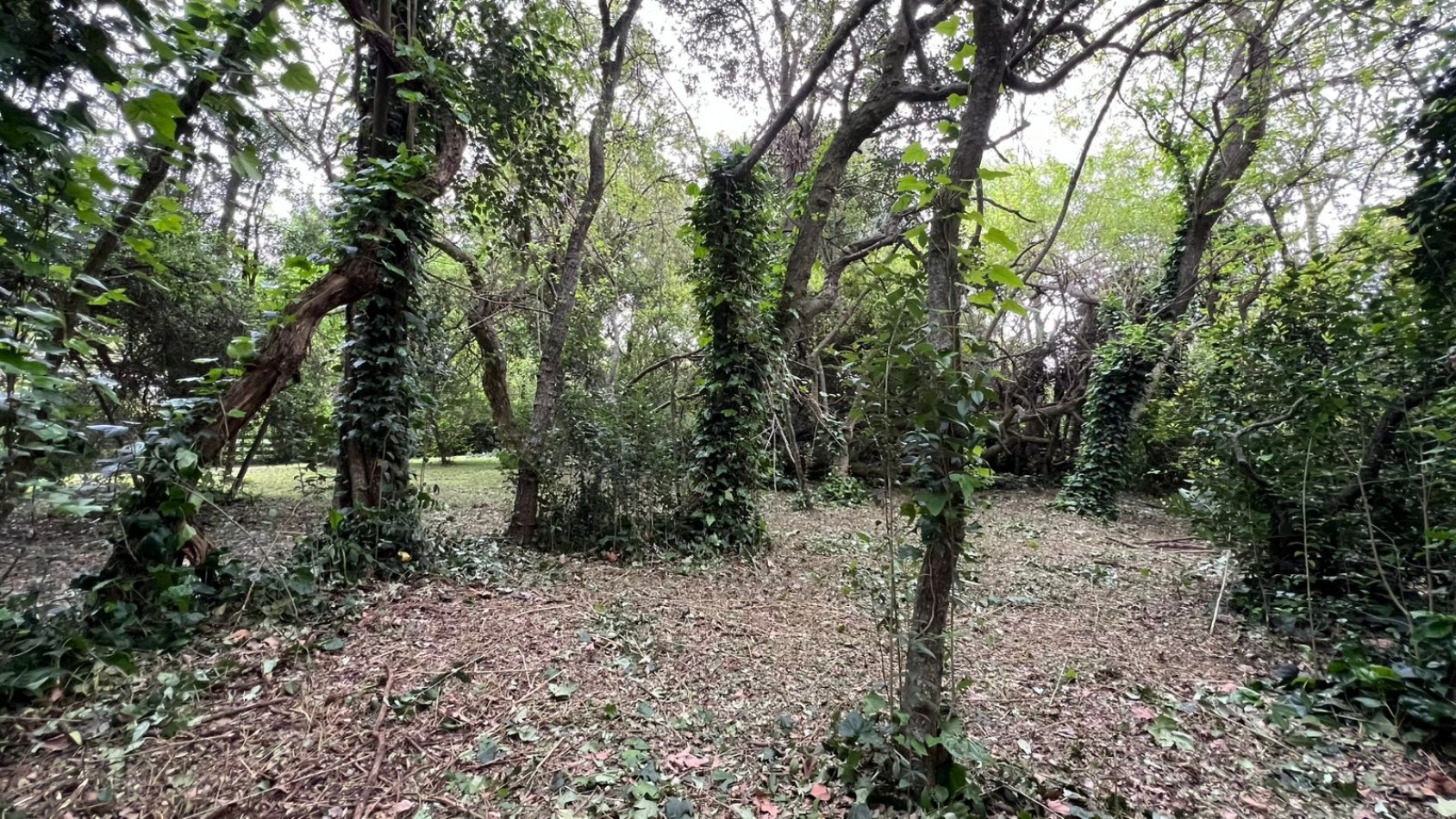 3 LOTES - VENTA - PUNTA DEL INDIO T-794 (valor de uno)