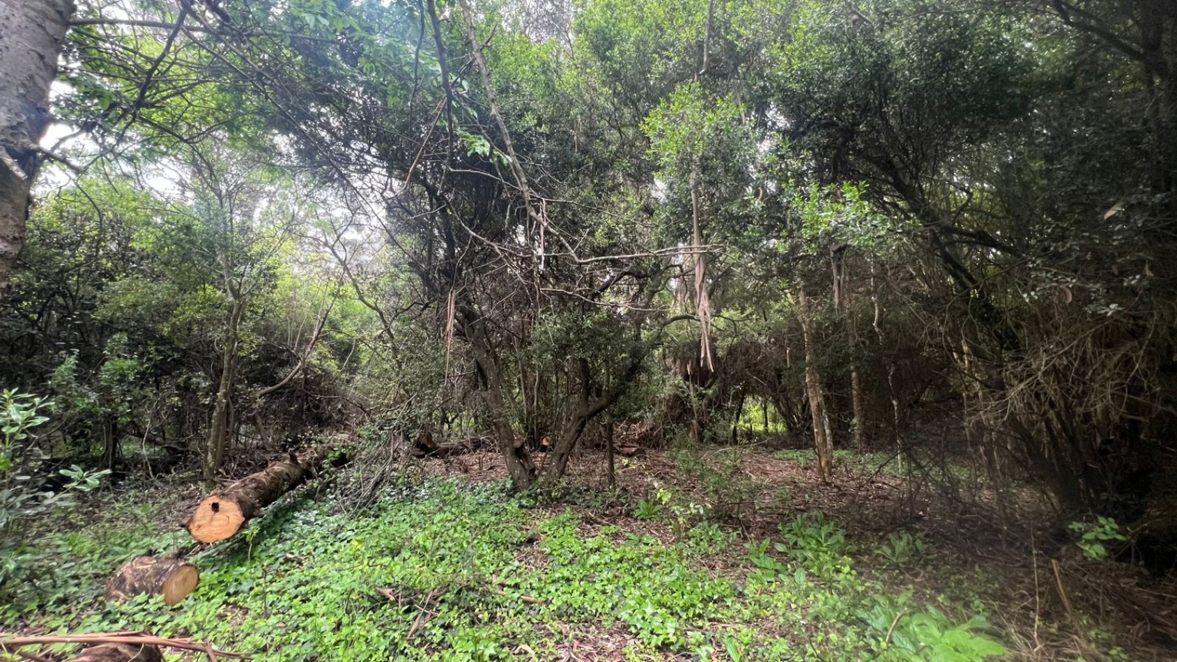 VENDE LOTE AMPLIO - 5.000 M² - PUNTA INDIO