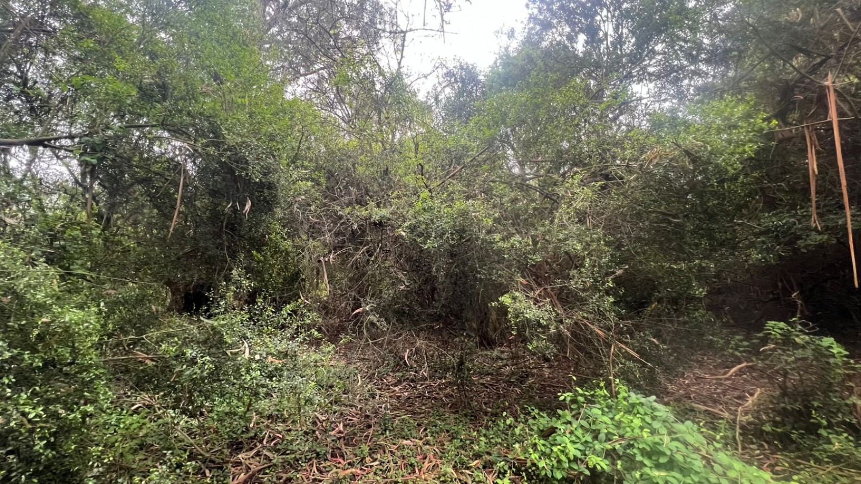 VENDE LOTE AMPLIO - 5.000 M² - PUNTA INDIO