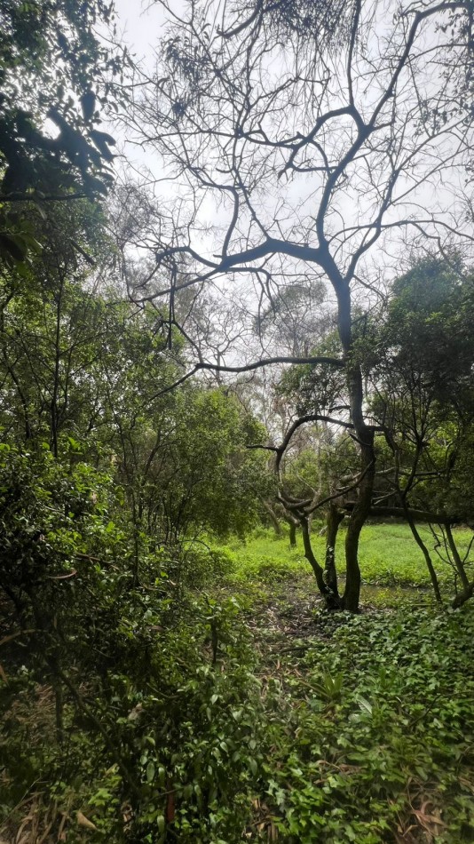 VENDE LOTE AMPLIO - 5.000 M² - PUNTA INDIO