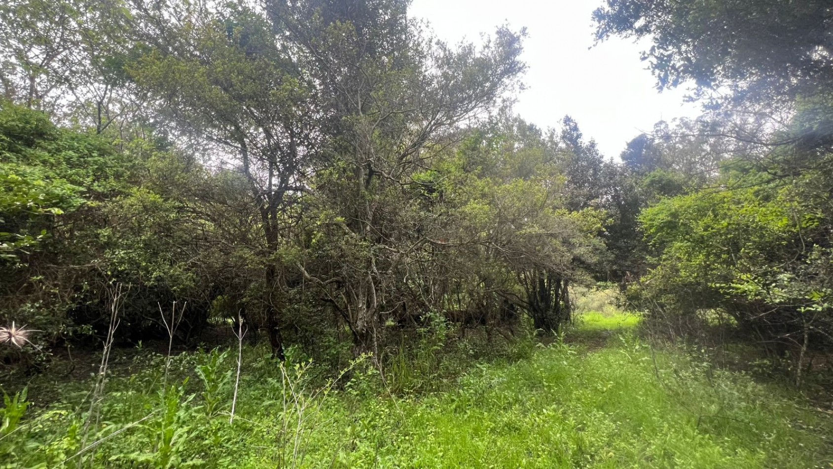 VENDE LOTE AMPLIO - 5.000 M² - PUNTA INDIO