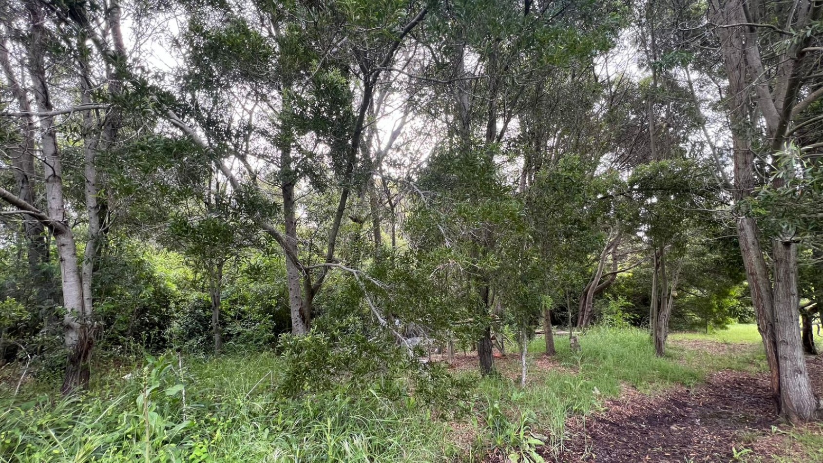 VENTA LOTE VERONICA T-811