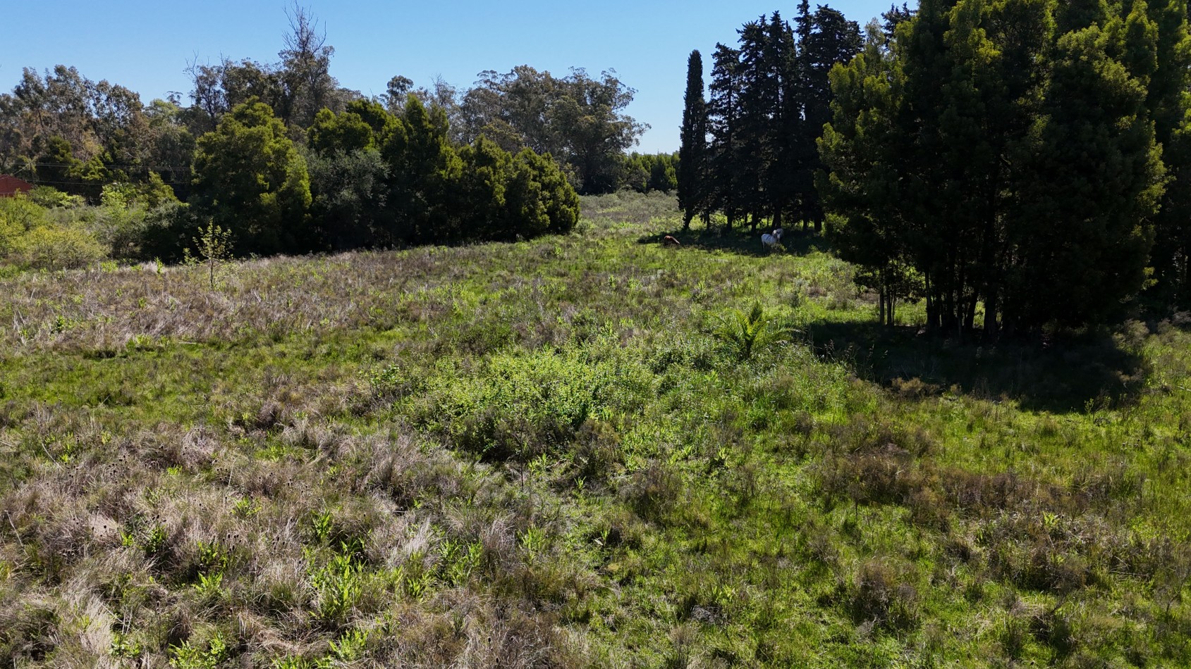 VENTA FRACCION 1,5 / 3 HAS VERONICA 