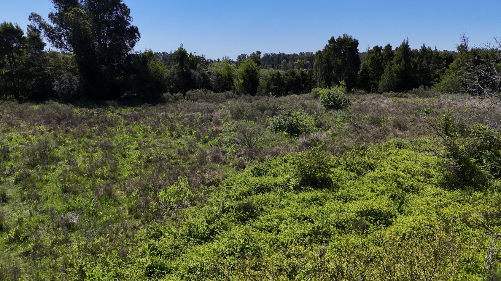 VENTA FRACCION 1,5 / 3 HAS VERONICA 