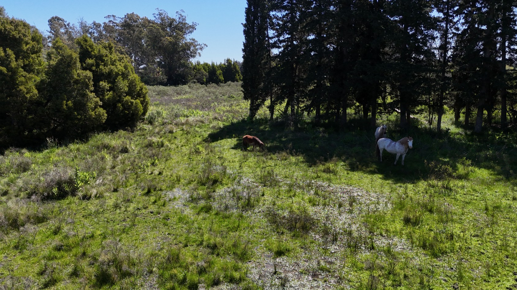 VENTA FRACCION 1,5 / 3 HAS VERONICA 