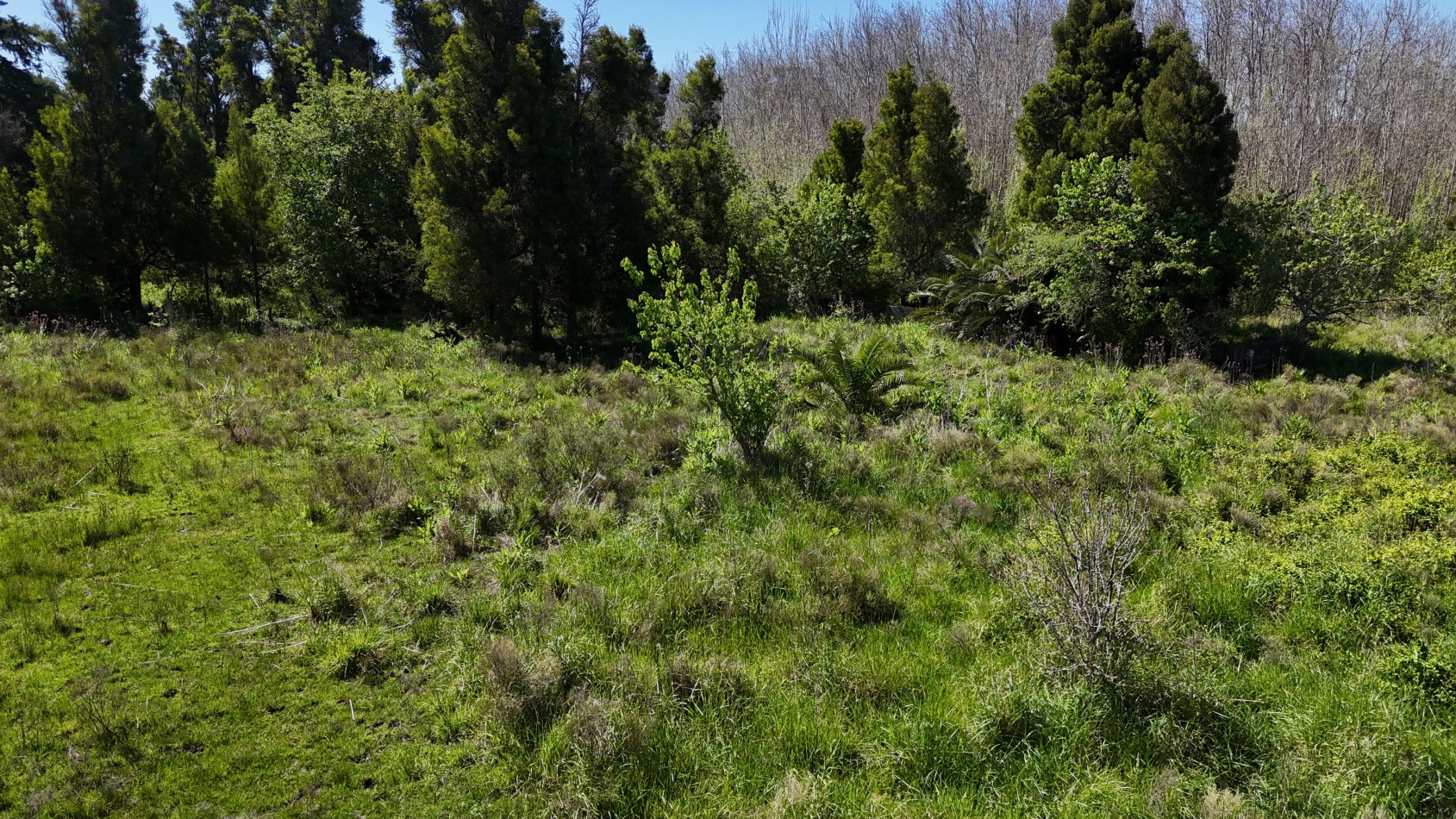 VENTA FRACCION 1,5 / 3 HAS VERONICA 