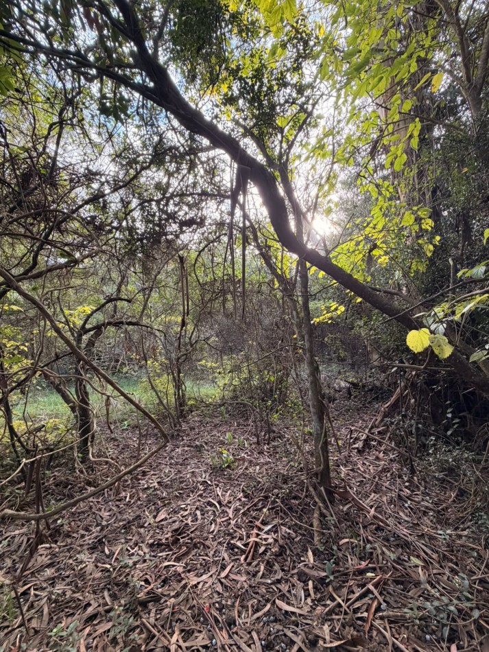 VENTA LOTE 10000M² -  1 HA - PUNTA INDIO