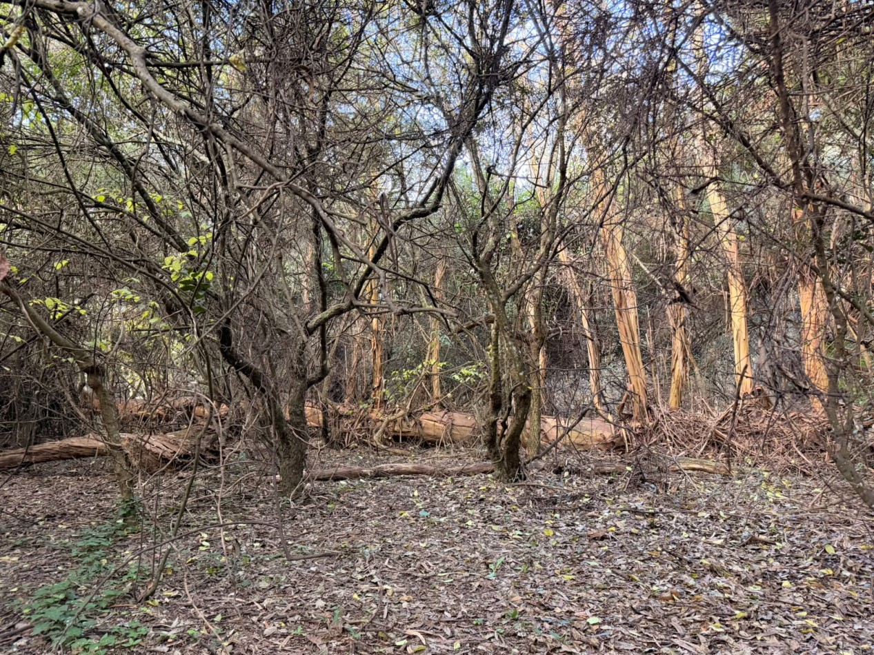 VENTA LOTE 10000M² -  1 HA - PUNTA INDIO