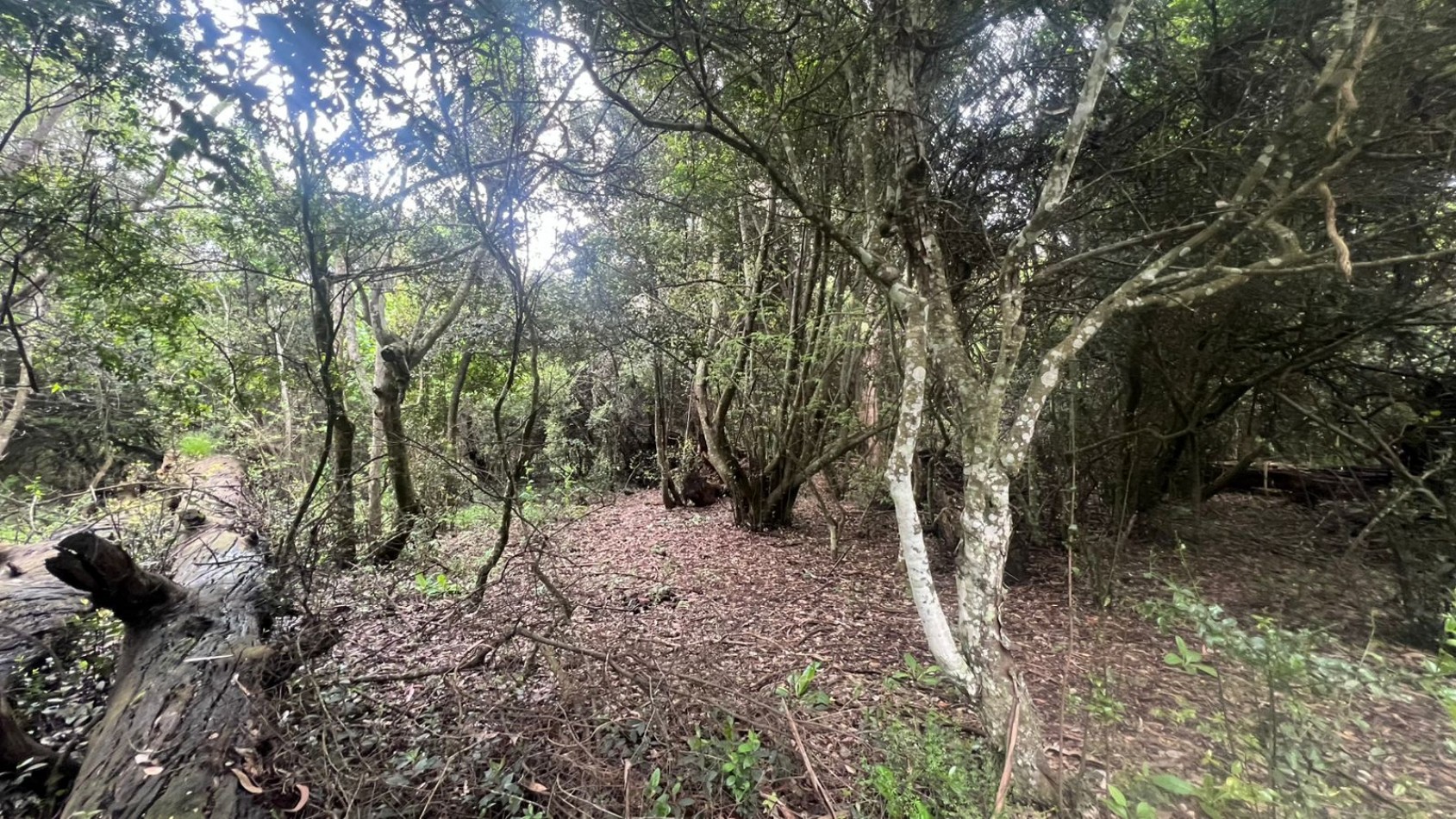VENTA LOTE 10000M² -  1 HA - PUNTA INDIO