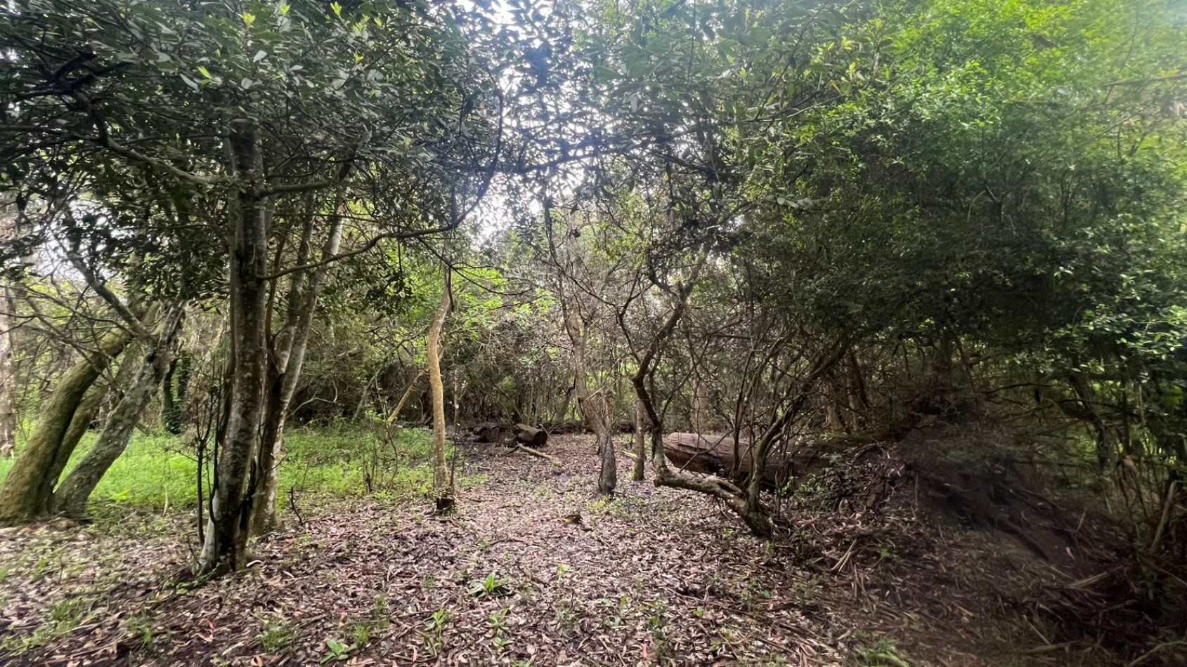 VENTA LOTE 10000M² -  1 HA - PUNTA INDIO
