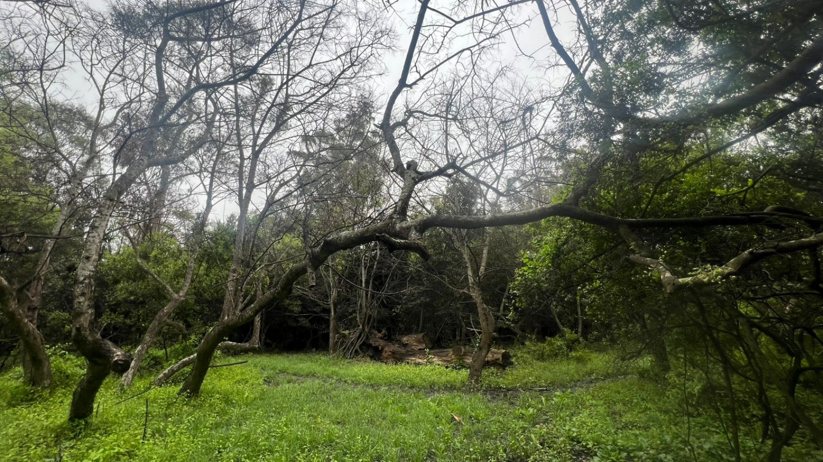 VENTA LOTE 10000M² -  1 HA - PUNTA INDIO