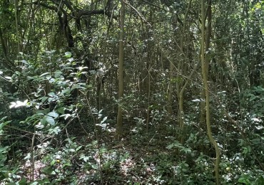 VENTA Lote Arbolado Punta Del Indio T-781